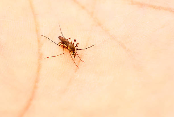Suzbijanje komaraca na teritoriji Pančeva 19. maja